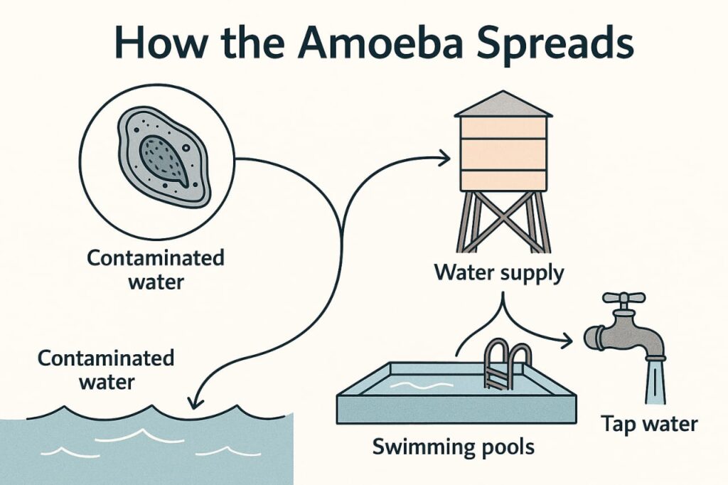What Is a Brain-Eating Amoeba?