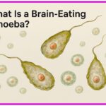 What Is a Brain-Eating Amoeba?
