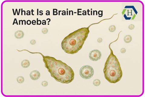 What Is a Brain-Eating Amoeba?